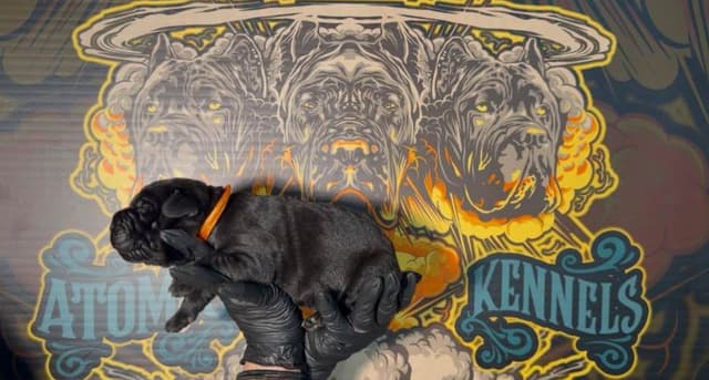 Cane Corso Puppies media 23