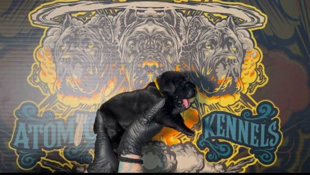 Cane Corso Puppies media 24