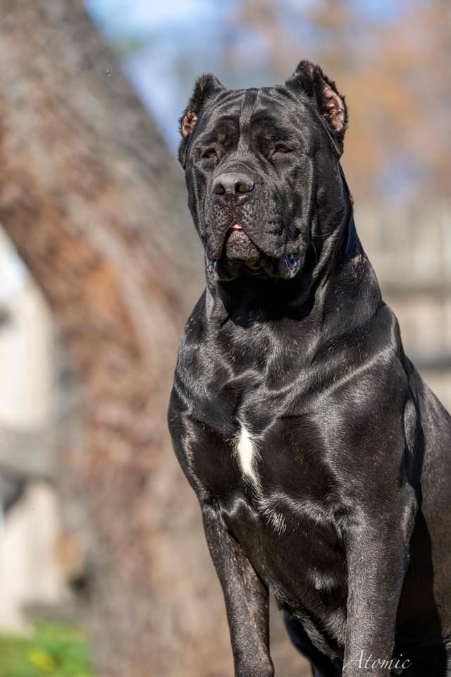 Cane Corso Puppies media 26
