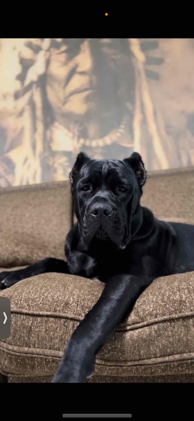 Cane Corso Puppies media 28