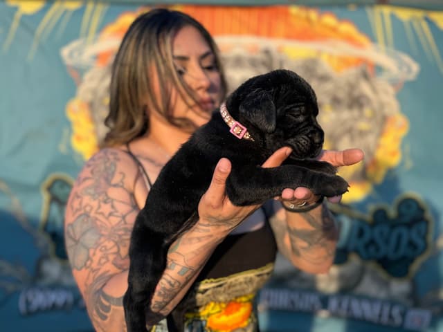 Cane Corso Puppies media 11