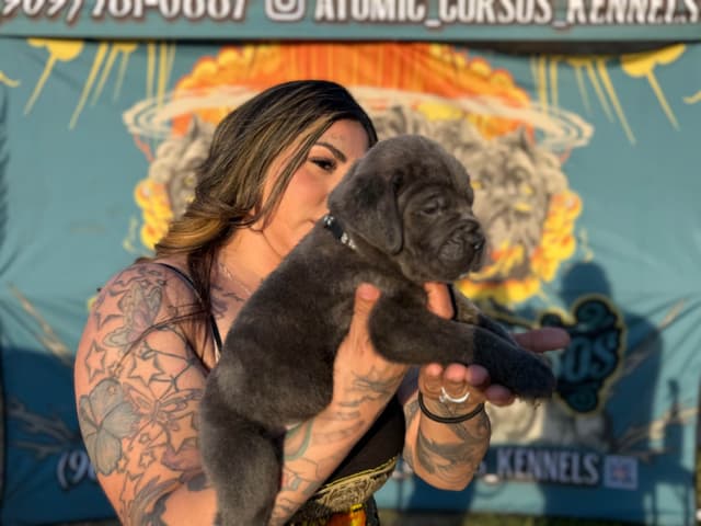 Cane Corso Puppies media 9