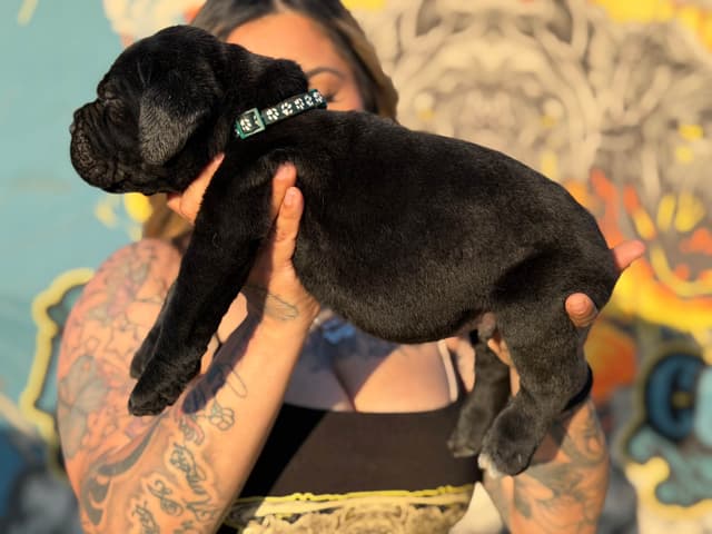Cane Corso Puppies media 8