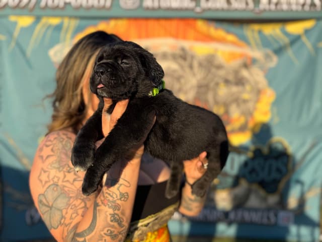 Cane Corso Puppies media 4
