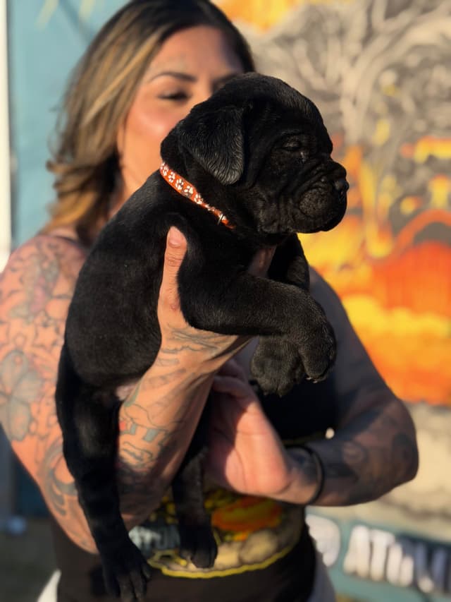 Cane Corso Puppies media 7