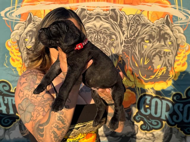 Cane Corso Puppies media 12