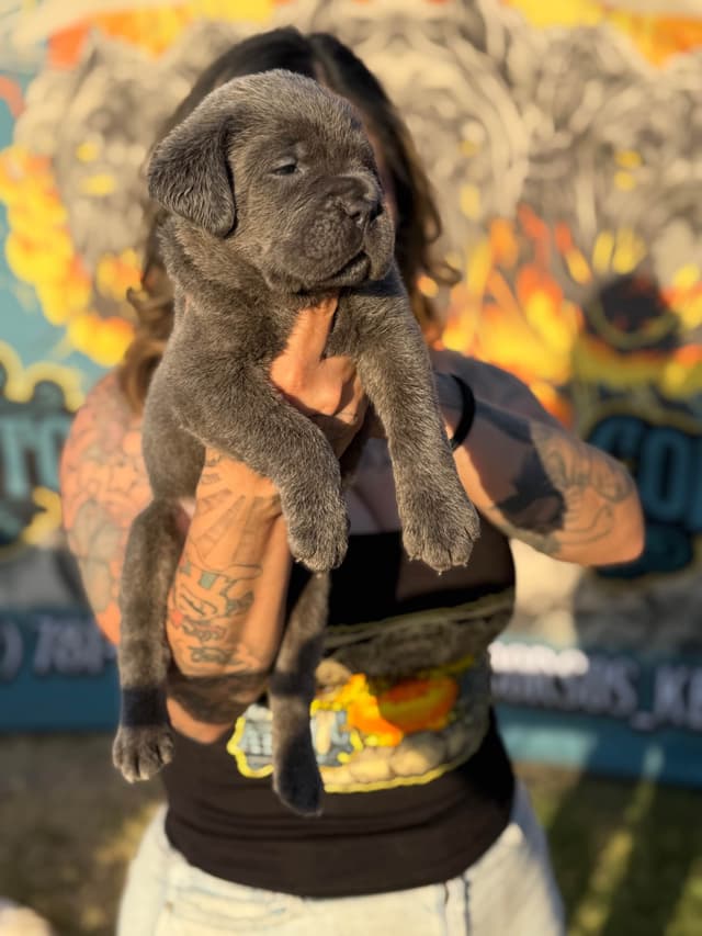 Cane Corso Puppies media 10