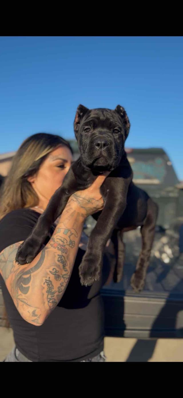 Cane Corso Puppies media 3