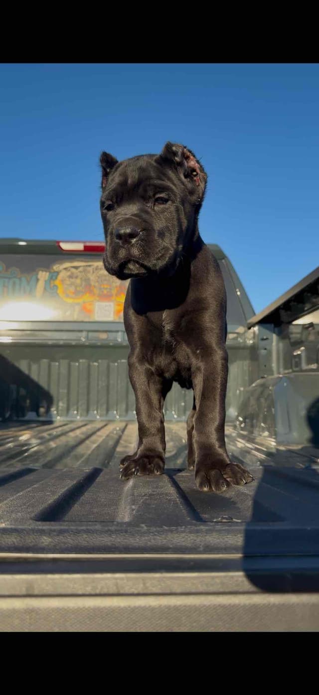 Cane Corso Puppies media 2