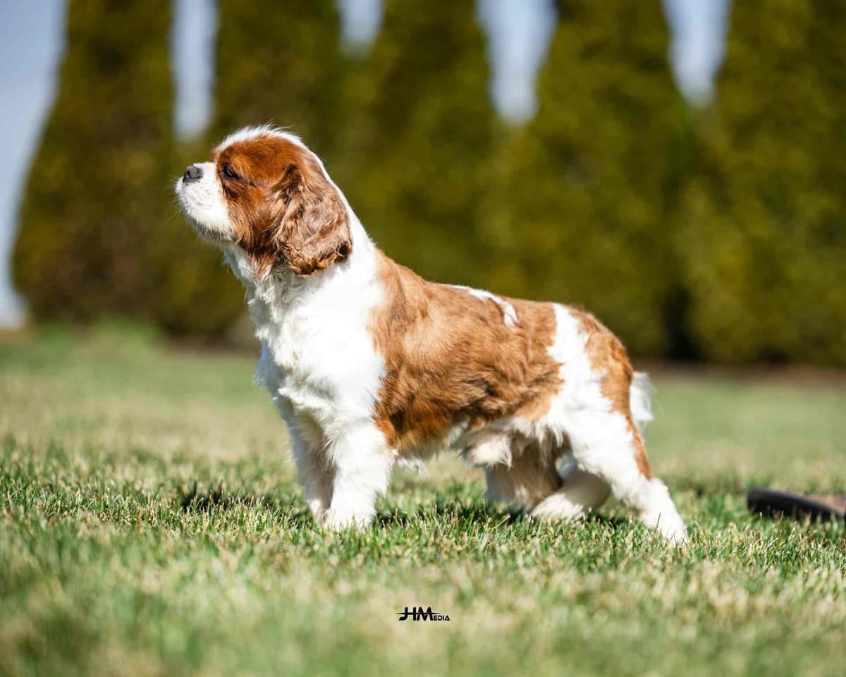 Cavalier King Charles Spaniel Puppies breeder image 10