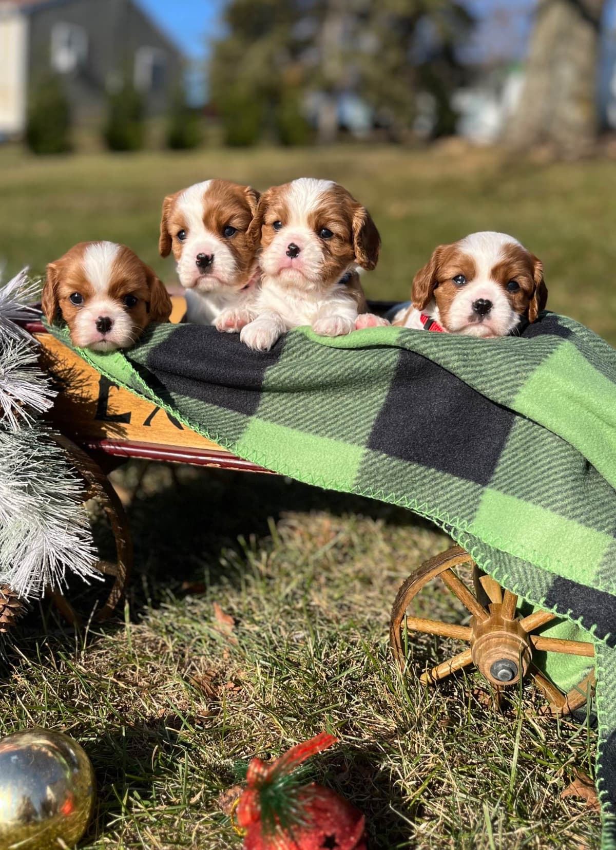 Cavalier King Charles Spaniel Puppies breeder image 1