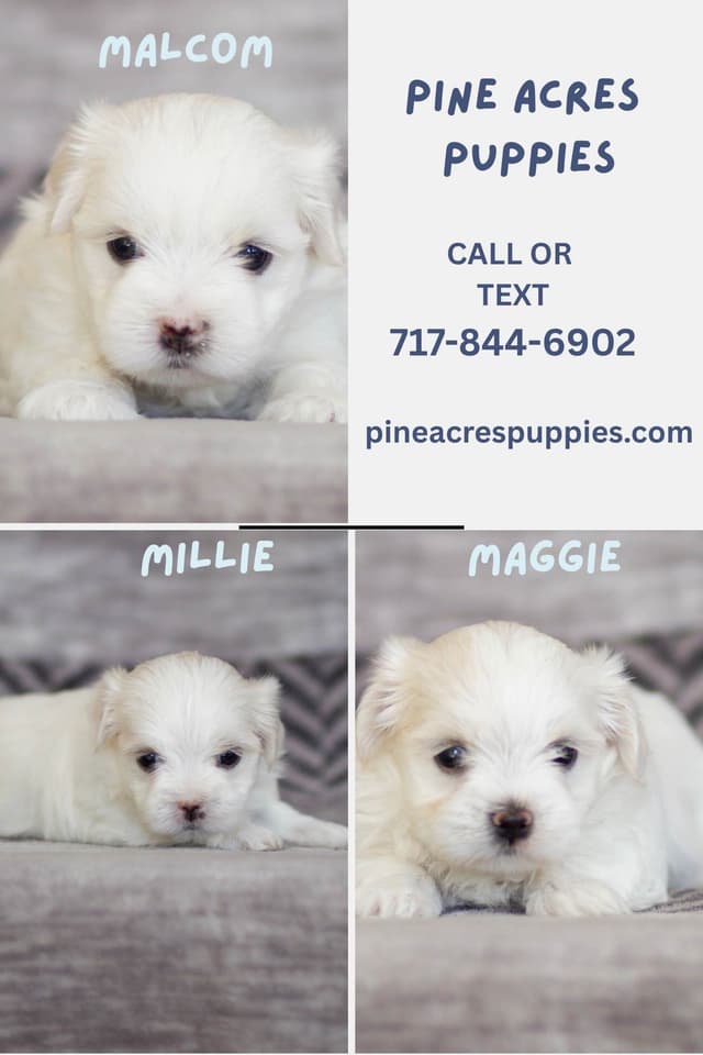 Maltese Puppies media 2