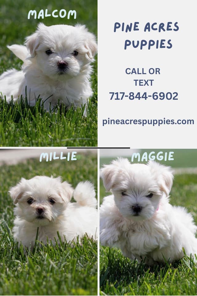 Maltese Puppies media 3