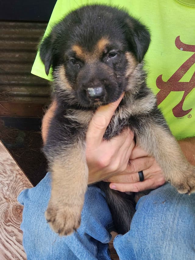 German Shepherd Dog Puppies media 2
