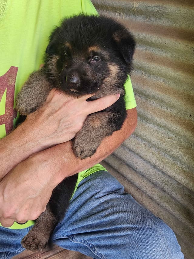 German Shepherd Dog Puppies media 3