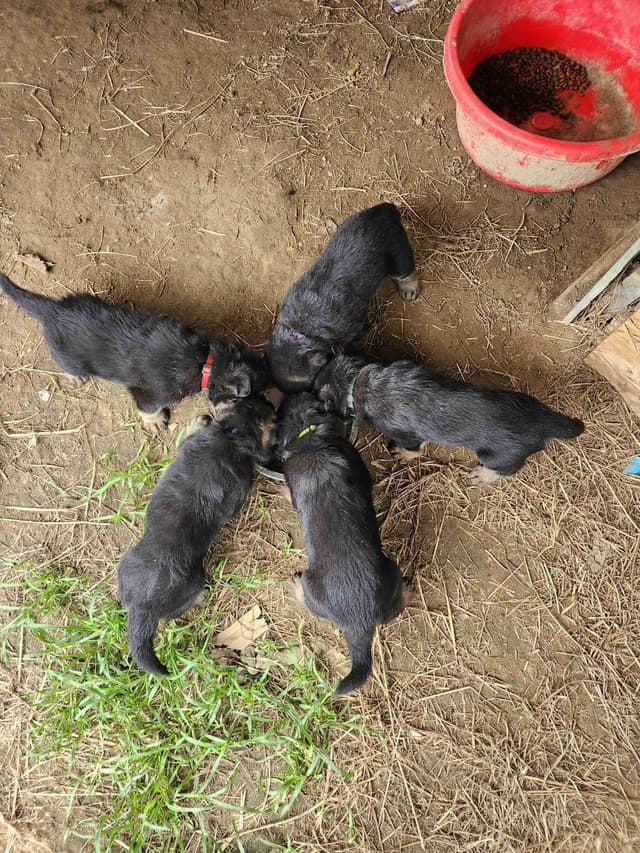 German Shepherd Dog Puppies media 4