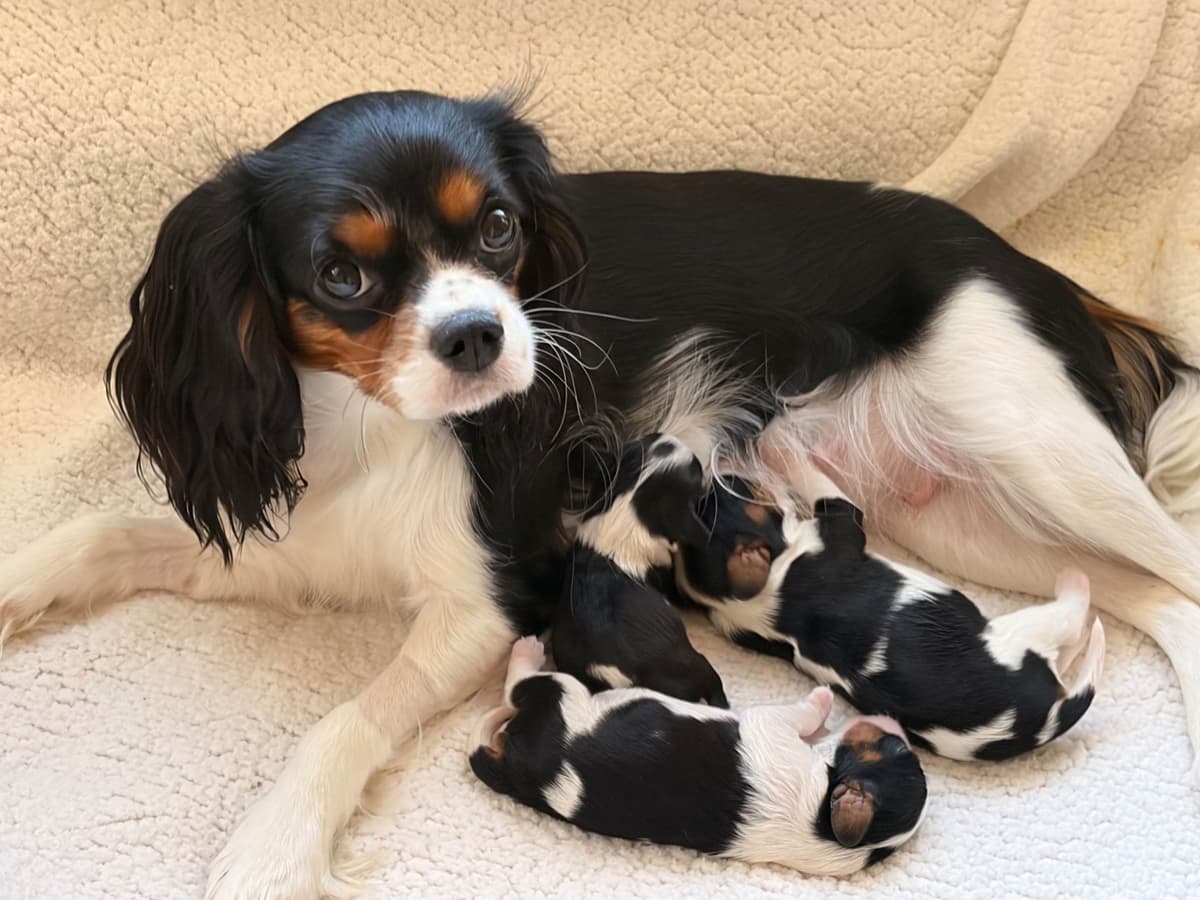 Cavalier King Charles Spaniel puppies breeder image 2