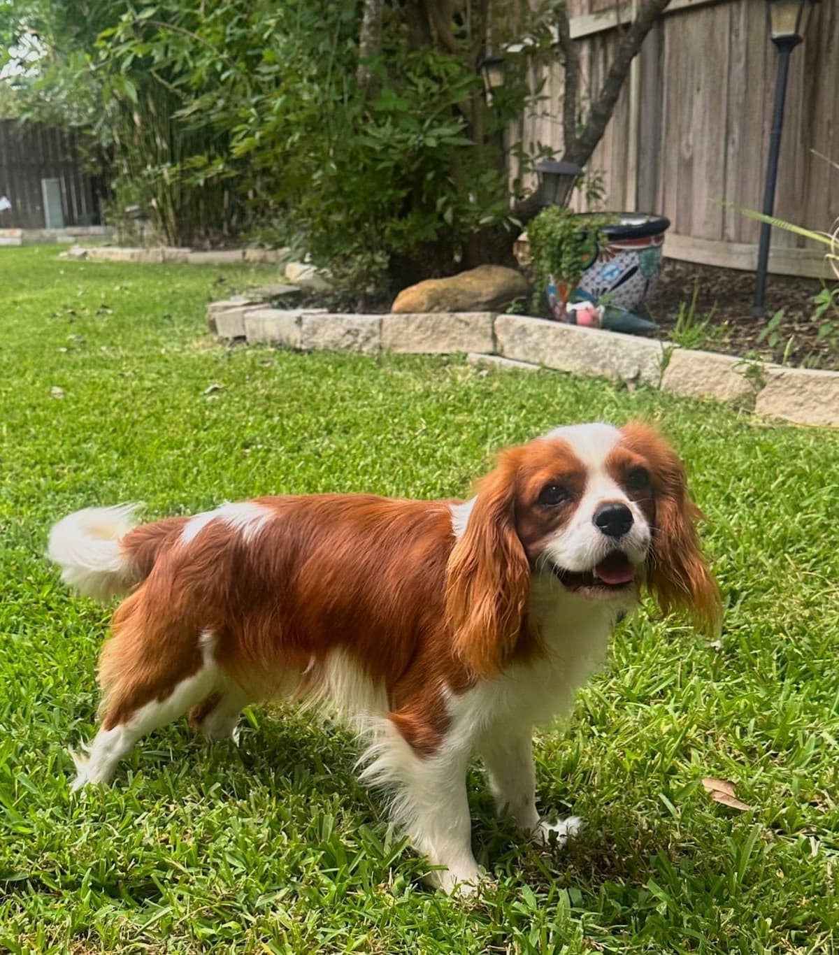Cavalier King Charles Spaniel puppies breeder image 4