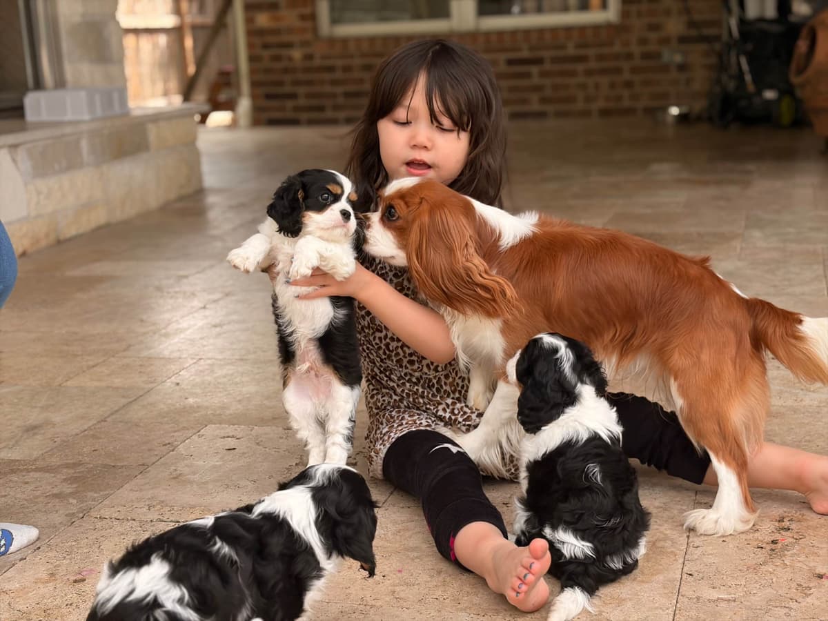 Cavalier King Charles Spaniel puppies breeder image 1