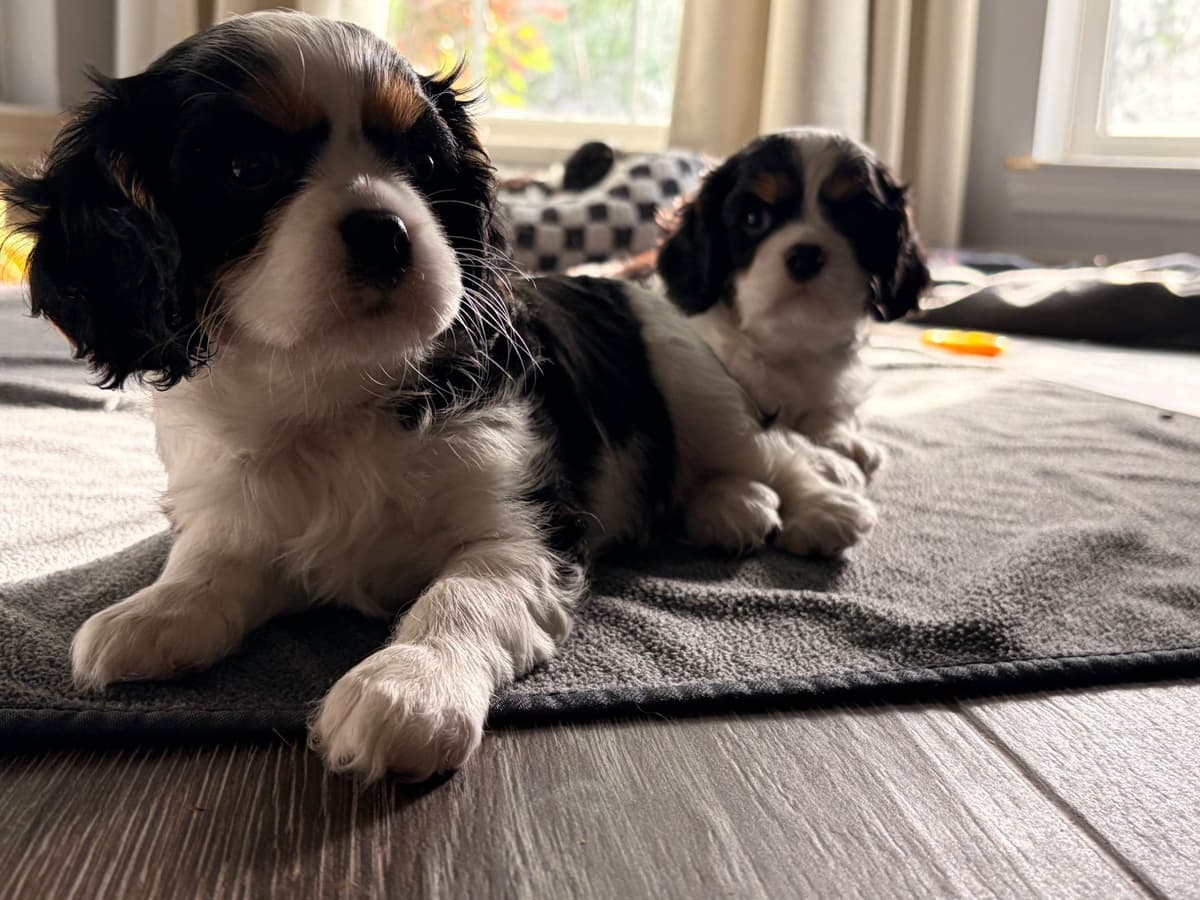 Cavalier King Charles Spaniel puppies breeder image 3