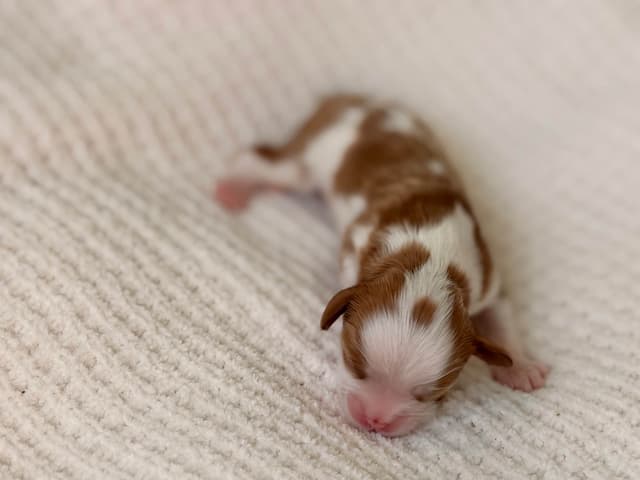 Cavalier King Charles Spaniel puppies media 2