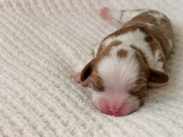 Cavalier King Charles Spaniel puppies media 3