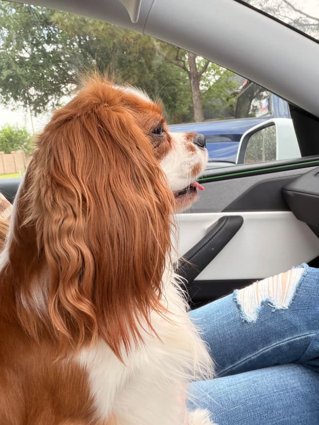 Cavalier King Charles Spaniel puppies media 4