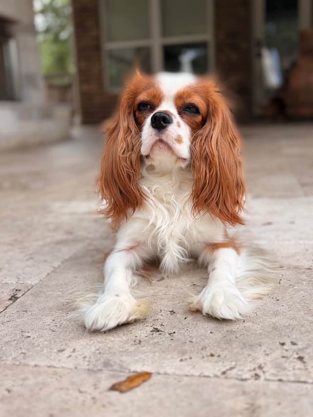 Cavalier King Charles Spaniel puppies media 5