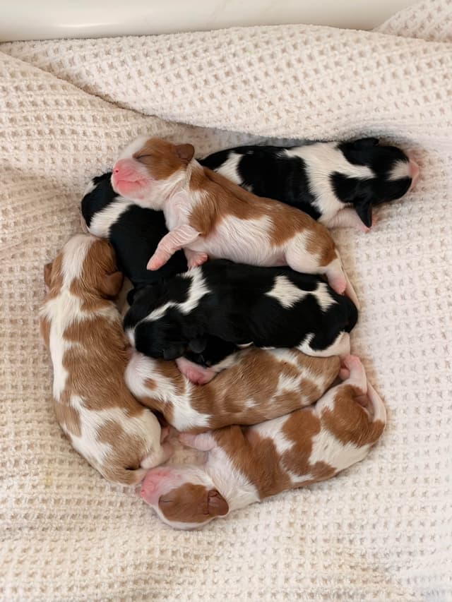 Cavalier King Charles Spaniel puppies media 7