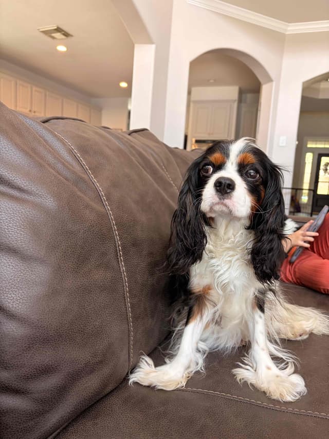 Cavalier King Charles Spaniel puppies media 6