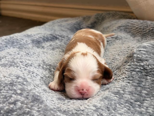 Cavalier King Charles Spaniel puppies media 8