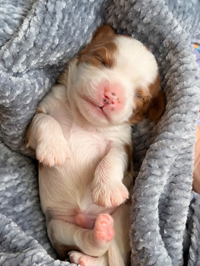 Cavalier King Charles Spaniel puppies media 10