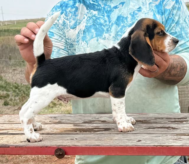Beagle Puppies media 3