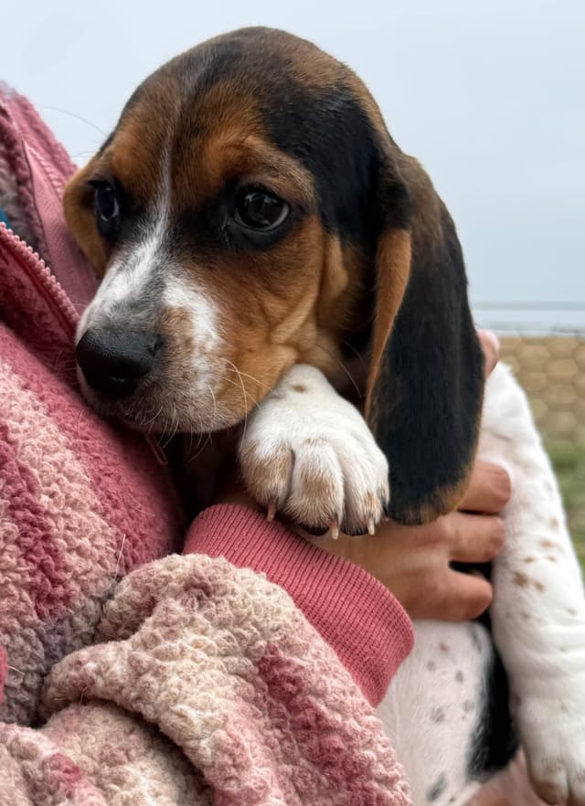 Beagle Puppies media 2