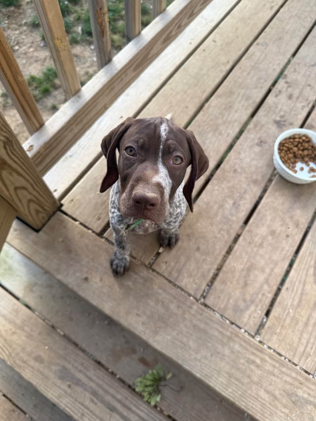 German Shorthaired Pointer Puppies media 2
