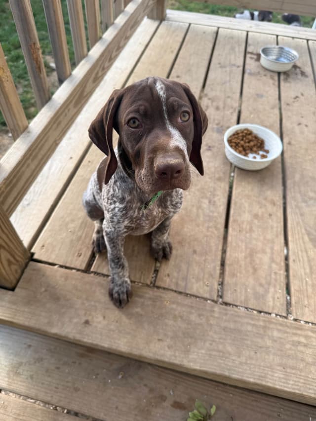German Shorthaired Pointer Puppies media 3