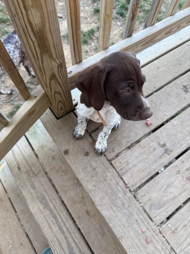 German Shorthaired Pointer Puppies media 5