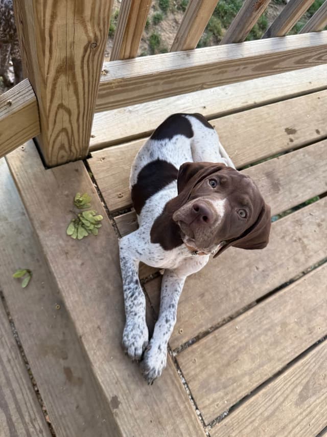 German Shorthaired Pointer Puppies media 4