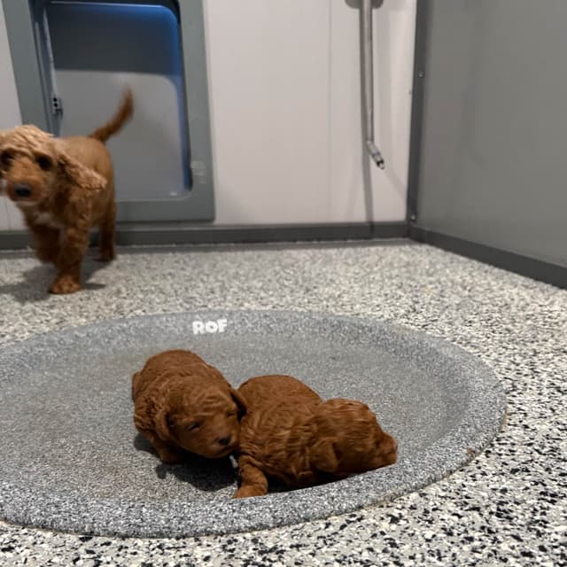 Tiny Red Toy Poodle 🐶 Text or Call 717-613-6578  parents 4/8/lb media 5