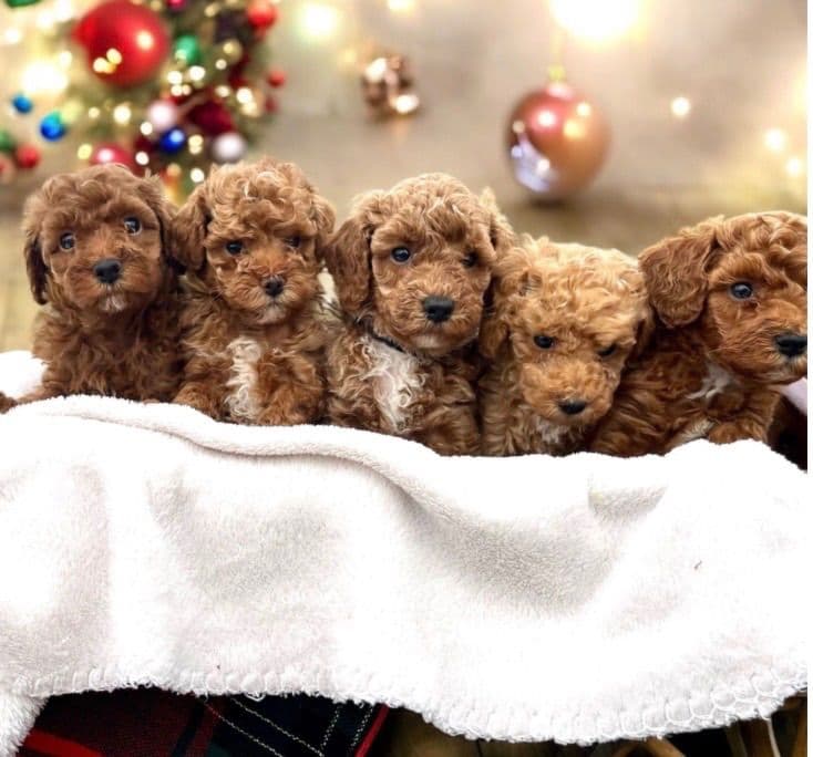 Tiny Red Toy Poodle ๐ถ Text or Call 717-613-6578 parents 4/8/lb breeder image 1