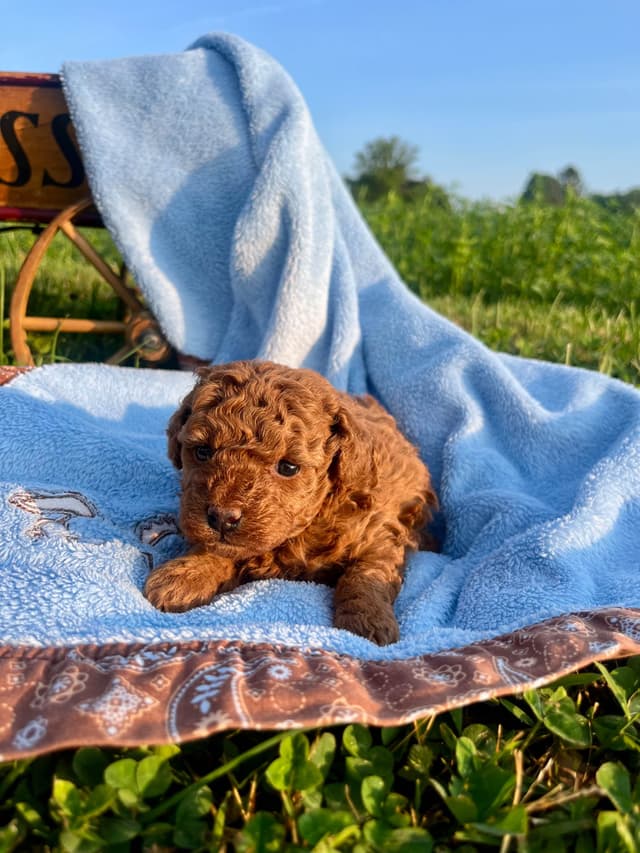 Tiny Red Toy Poodle 🐶 Text or Call 717-613-6578  parents 4/8/lb media 3