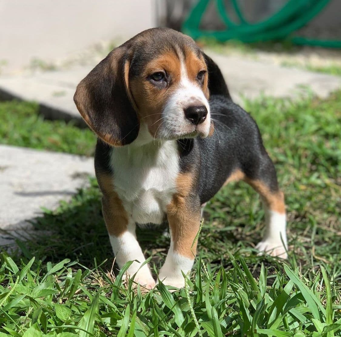 Beagle Puppies! breeder image 1