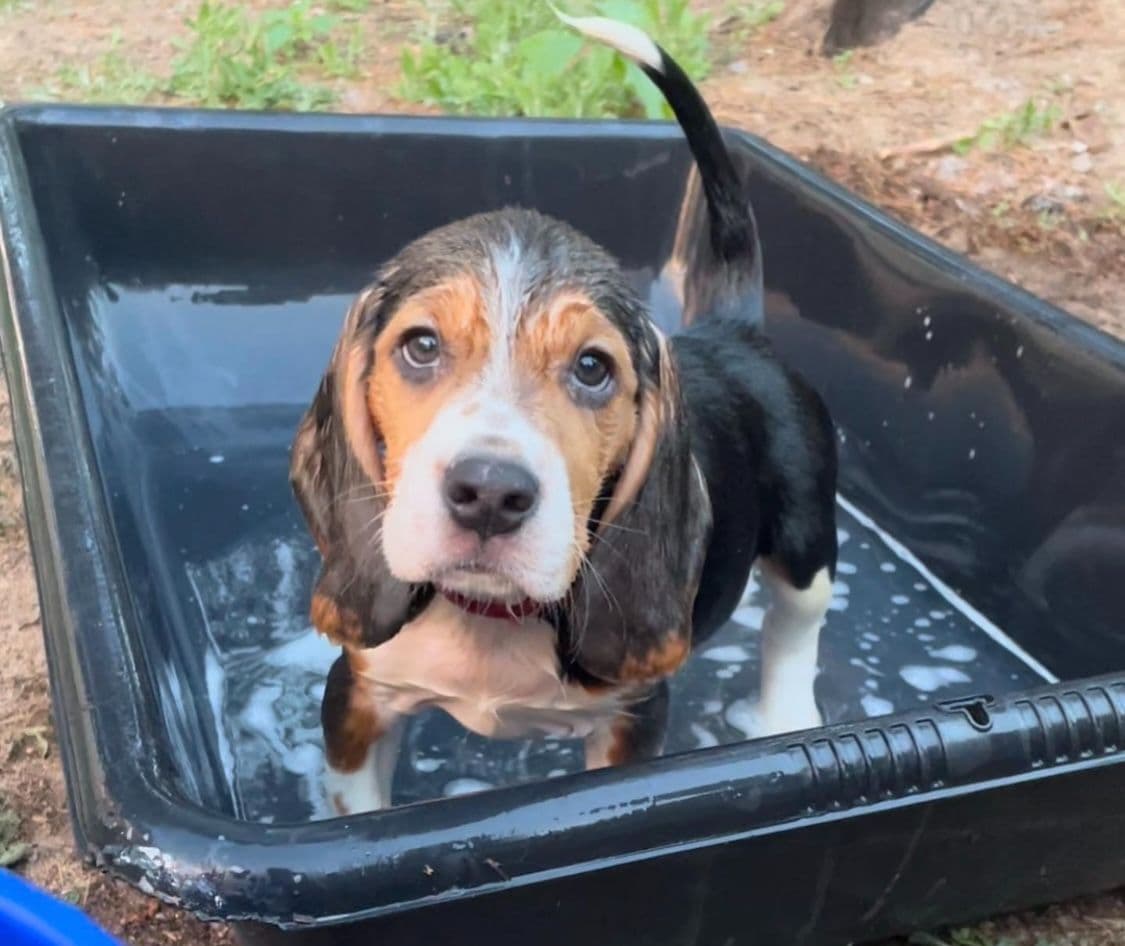 Beagle Puppies! breeder image 3