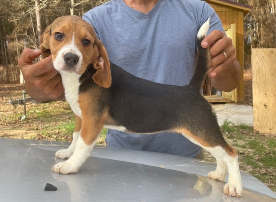 Beagle Puppies! breeder image 4