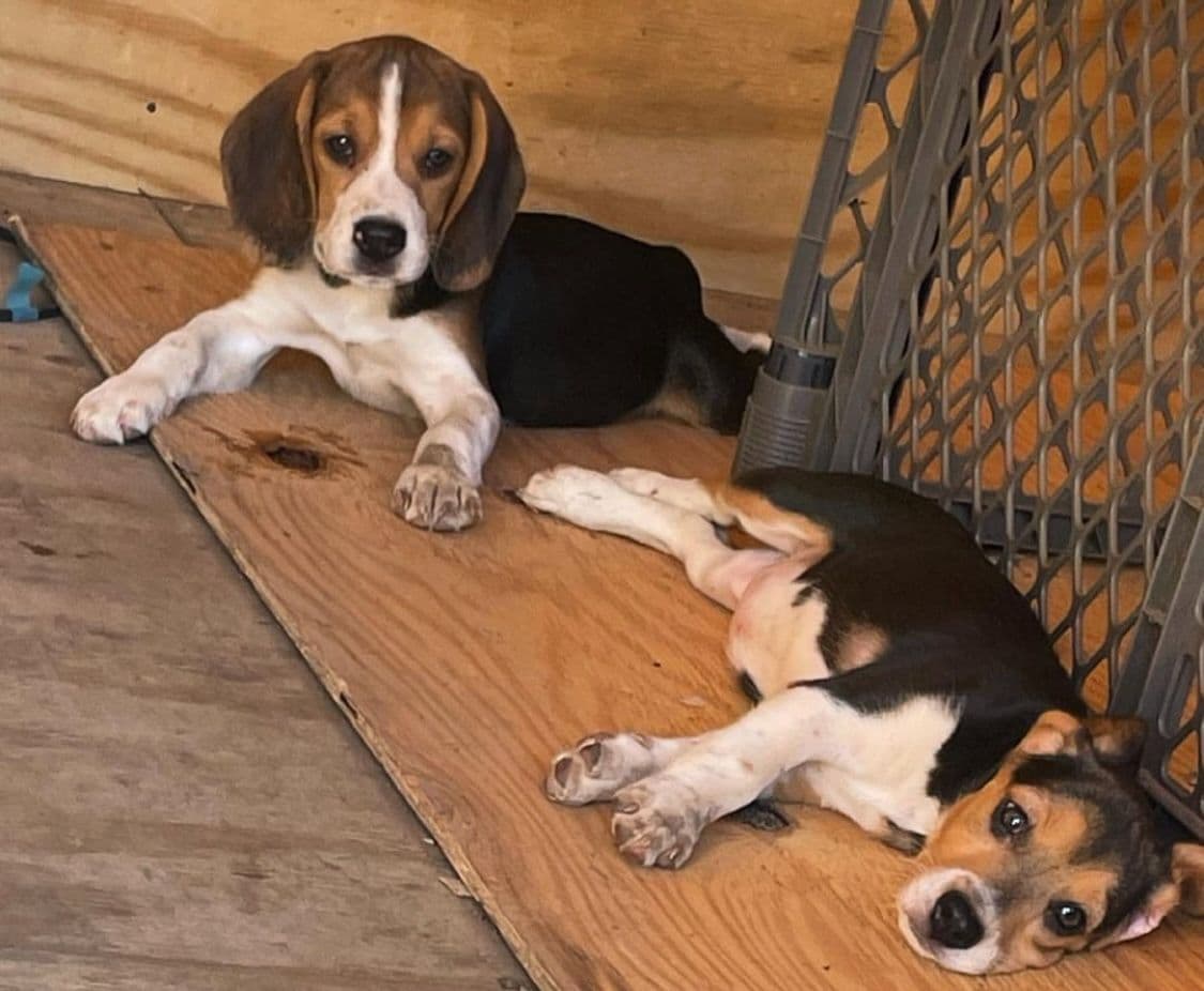 Beagle Puppies! breeder image 5