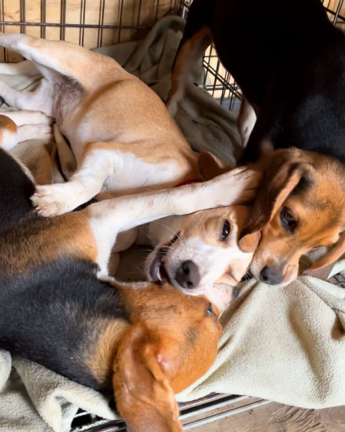 Beagle Puppies! breeder image 7