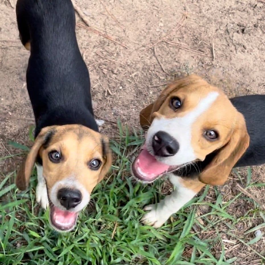 Beagle Puppies! breeder image 6