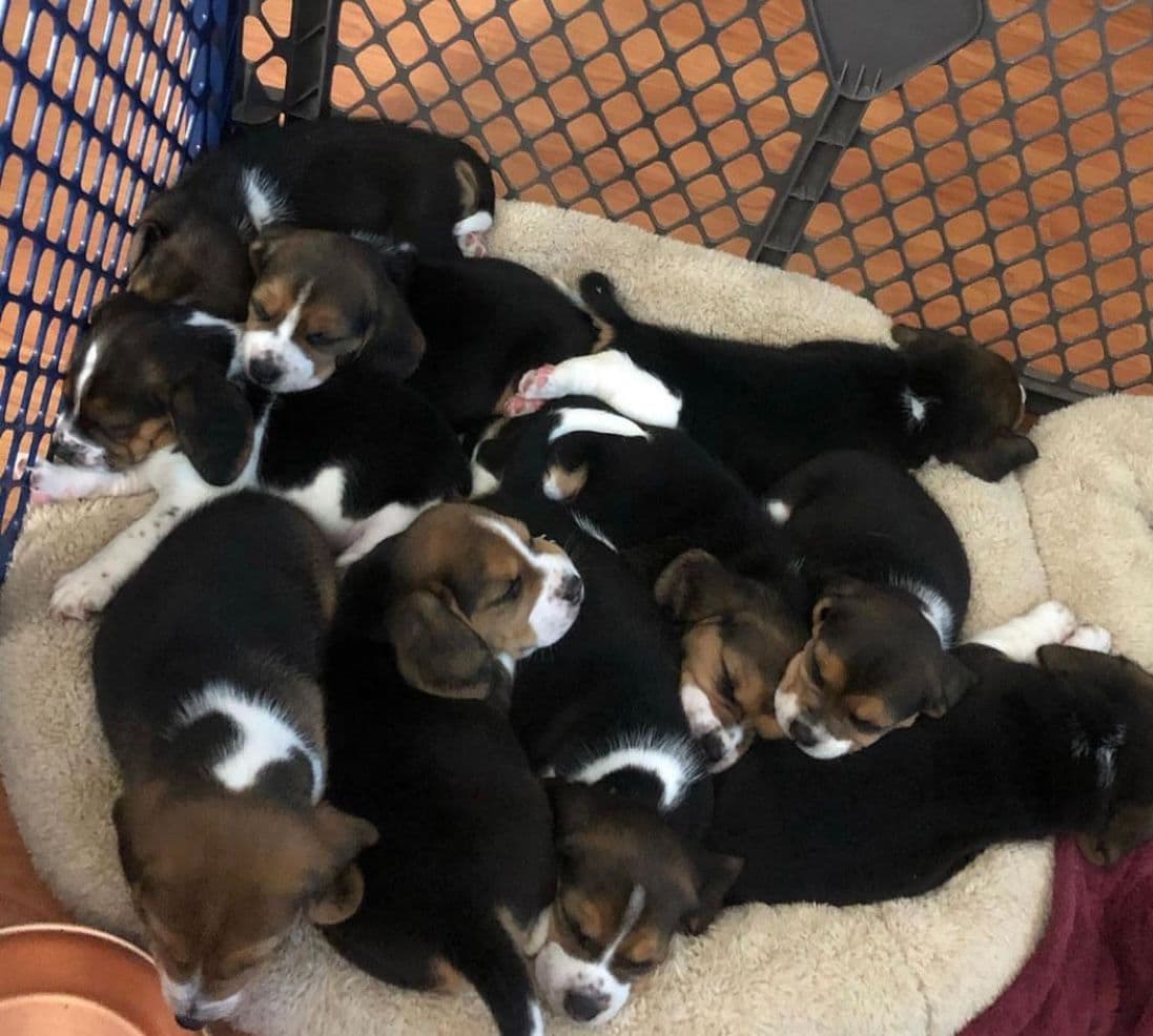 Beagle Puppies! breeder image 8
