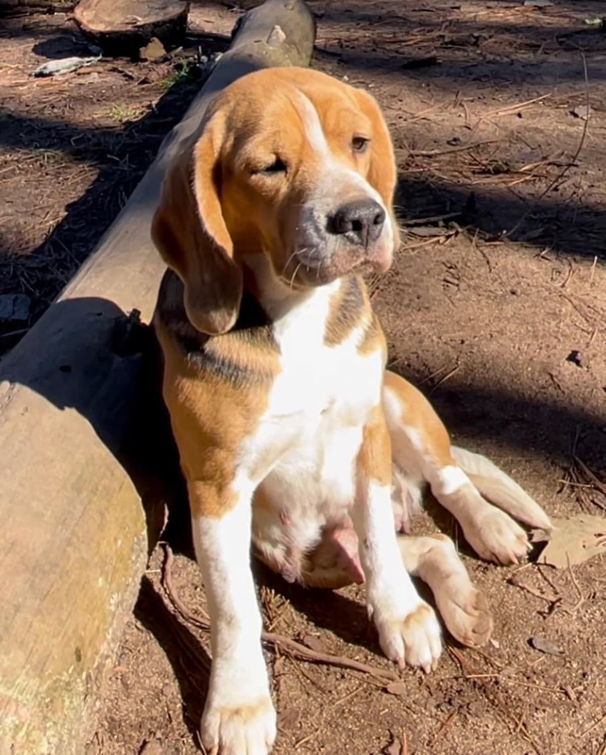 Beagle Puppies! breeder image 9