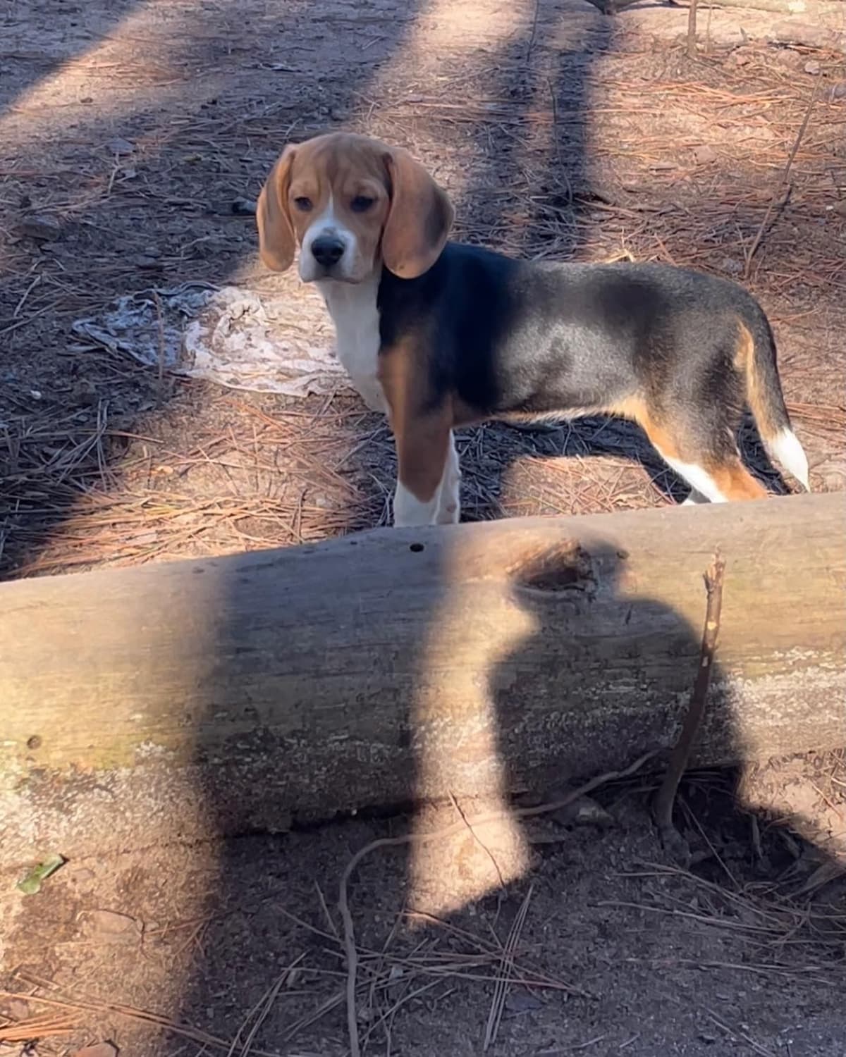 Beagle Puppies! breeder image 10